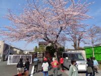 桜が美しく咲いています。